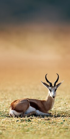 Springbok resting on green grass - Antidorcas Marsupialis - Kalahari - South Africa